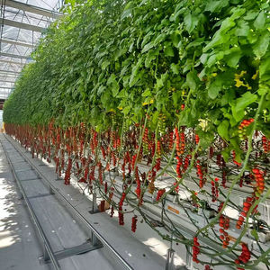 Nouvelle serre en verre de Venlo pour la plantation de fraises bleues et la culture de semences - Product Image 5