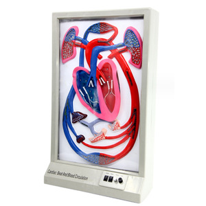 Modèle de rythme cardiaque et de circulation sanguine : Équipement d'expérimentation biologique à démonstration dynamique, instruments pédagogiques, et - Product Image 4