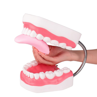 Tondeuse 6 fois élargie pour implant dentaire modèle de laboratoire dentaire modèle dentaire modèle dentaire