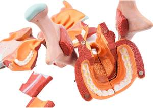 Modelo médico de anatomia da garganta da cavidade nasal humana, modelo em tamanho real para estudo em sala de aula de ciências, laringofaríngeos - Product Image 5