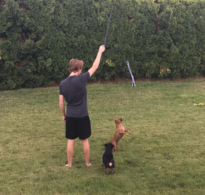 Asta telescopica in metallo all'ingrosso per addestramento cani - Product Image 5