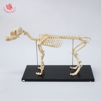Modèle anatomique d'animal Chat en plastique Modèles de squelette d'animal Squelette de chat Science médicale Squelette de chat