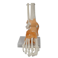 Modèle d'anatomie de l'articulation du genou grandeur nature avec ligaments, en PVC, pour la formation des infirmières et l'enseignement de démonstration