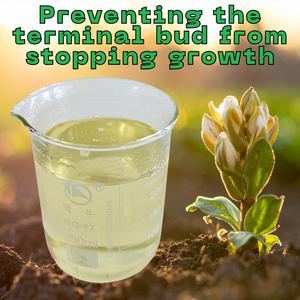 <span class=keywords><strong>ปุ๋ย</strong></span>เหลวโบรอนออร์แกนิกสำหรับพืชเกษตร ป้องกันดอกหลุด ช่วยเพิ่มผลผลิต ขนาด 1 ลิตร/20 ลิตร/1000 ลิตร ลดราคาจากโรงงาน - Product Image 6