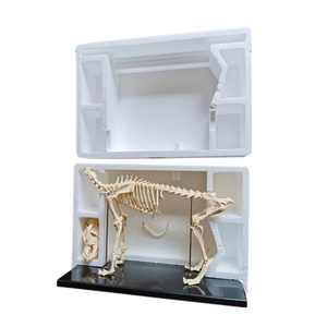 Modelo animal de biología de <span class=keywords><strong>esqueleto</strong></span> <span class=keywords><strong>canino</strong></span> de perro de ciencia médica para enseñanza de Escuela Veterinaria - Product Image 3