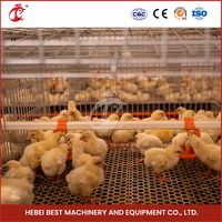 Type a Cages automatiques pour poulets de chair à vendre