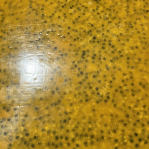 Precio competitivo, fruta de la Pasión congelada, origen de Vietnam, proceso IQF de alta calidad, embalaje a granel para exportación - Product Image 1