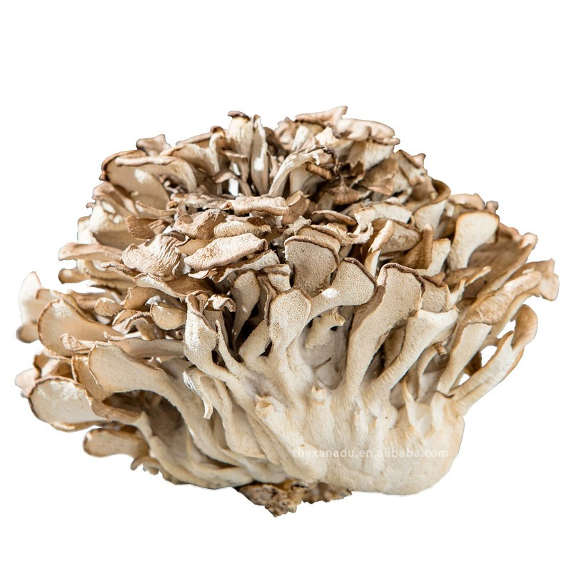 Maitake essiccato all'ingrosso intero danza funghi ricchi di vitamina D diabete erba per zuppa di tè estratto di cuoco