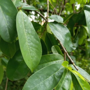 TÉ DE HOJAS DE GUANÁBANA SECAS / SUMINISTRO DIRECTO DE FÁBRICA - Product Image 1