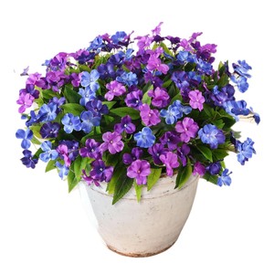 Flores Artificiales de Impatiens Jinhe en Morado y Azul, de Plástico, para Decoración del Hogar y Exteriores - Product Image 5