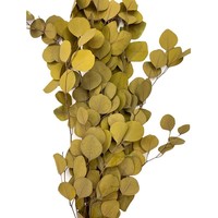 Echte Getrocknete Grüne Apfelblätter, Eukalyptus-Stiele, Konservierter Silver Dollar Eukalyptus für Weihnachts- und Hochzeits-Blumenarrangements