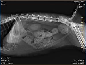 Iray CsI 17*17 Detector de panel plano inalámbrico con cable panel de rayos X <span class=keywords><strong>DR</strong></span> equipo de radiología digital para sistema de <span class=keywords><strong>DR</strong></span> veterinario y humano - Product Image 2