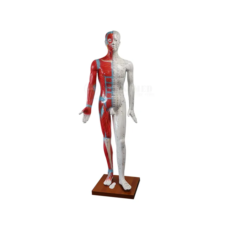 SY-N022การแพทย์ขั้นสูงโรงเรียนโรงพยาบาลการเรียนการสอนของมนุษย์ขนาดการฝังเข็มร่างกายของมนุษย์ที่มี acupoints