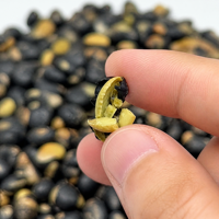Snacks de Soja Negra Seca con Grano Verde, Crujientes y Horneados, Altos en Proteínas, Sabor Salado, a Granel, Snack Asiático