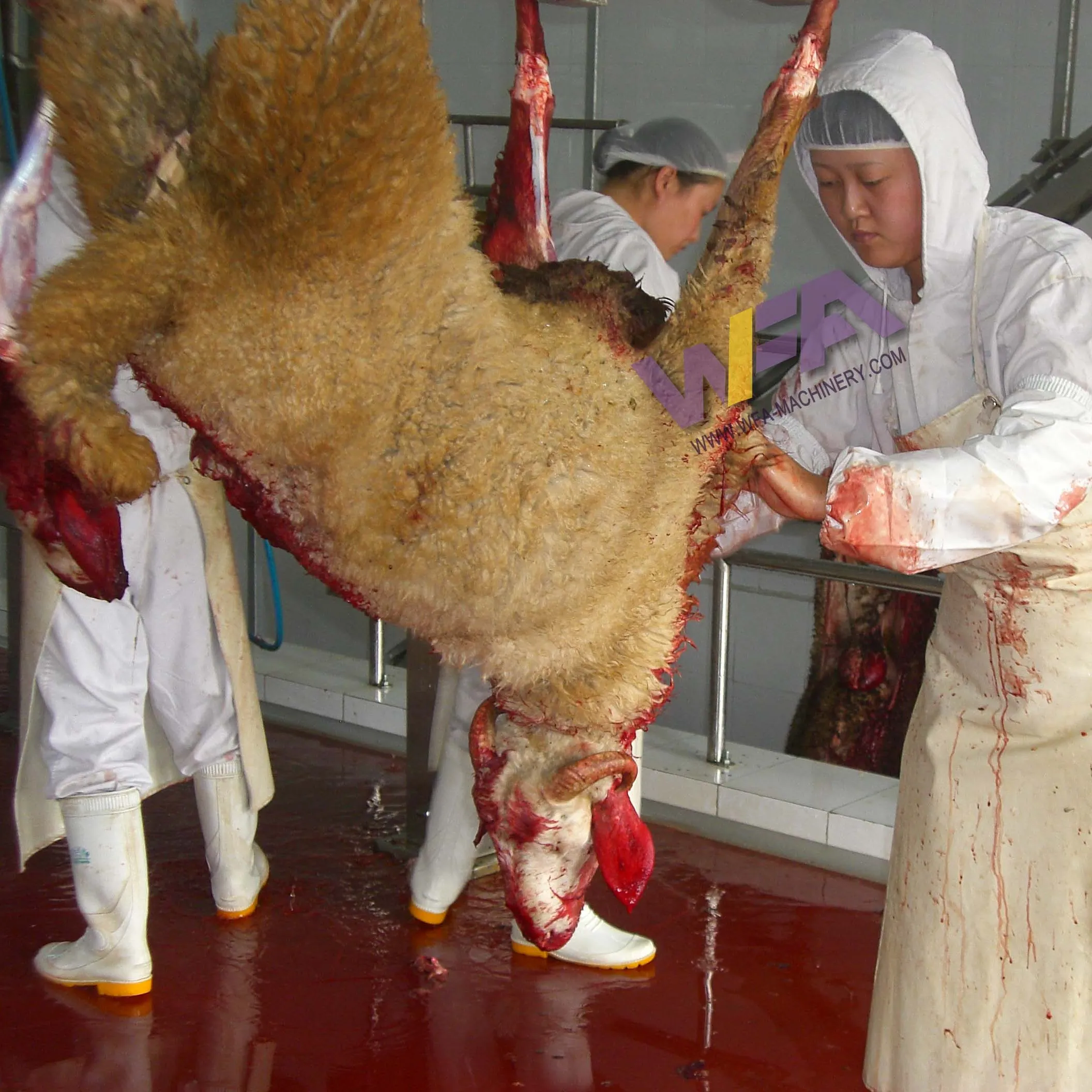 Wfa Nhà Máy Giá cừu slaughterhouse thiết bị gia súc và dê giết mổ quá trình máy cho đầy đủ giết mổ nhà máy