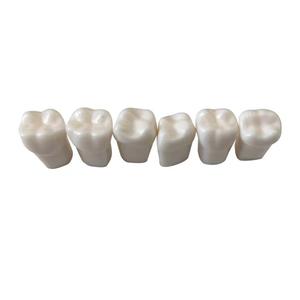 All'ingrosso simulatore dentale manichino testa fantasma pratica dente falso - Product Image 2