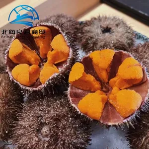 מפעל ישיר סין עיבוד מוצר חדש פירות ים מכירה באיכות גבוהה מחירים ים קפואים ים קיפוד ים טרי קיפוד ים
