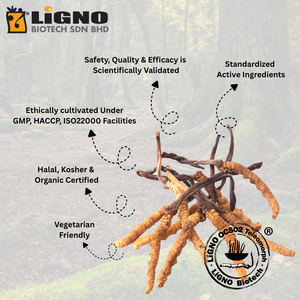 Extracto Botánico de Ophiocordyceps Sinensis LiGNO OCS02 para el Cuidado de la Piel, Luminosidad Juvenil, Certificado Halal Kosher, OEM ODM - Product Image 2