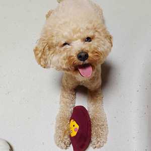 Juguete de peluche para mascotas, bonito juguete para mascotas, duradero, divertido - Product Image 4
