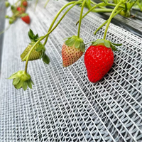 Filet de soutien pour fraises, filet de protection pour fruits de fraises au sol, filet de protection en maille