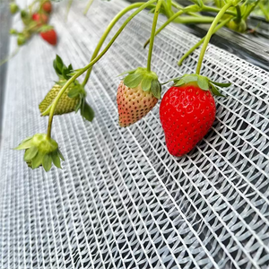 Strawberry Truss Support <strong>Netting</strong> Ground Strawberry Fruit Support <strong>Net</strong> protection <strong>Net</strong> <strong>Mesh</strong> - Product Image 4