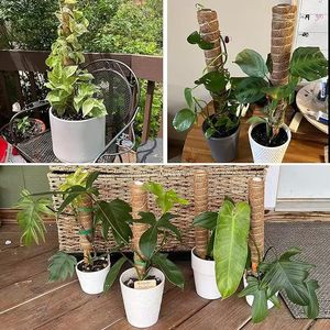 Bâtons de soutien <span class=keywords><strong>pour</strong></span> plantes grimpantes en mousse de coco <span class=keywords><strong>pour</strong></span> jardin et plantes <span class=keywords><strong>à</strong></span> feuilles persistantes - Product Image 4