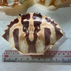 クラフト輸出バルクホタテ貝殻用の貝殻貝殻