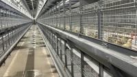 Cage à poulettes galvanisée à prix d'usine HK pour l'élevage et la croissance des poussins, structure de cage en maille pour volailles