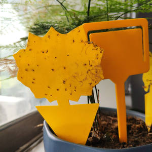 Trappers jetables de colle d'escalier collant jaune Pièges à insectes collants jaunes d'escalier de <span class=keywords><strong>mouche</strong></span> de fruit <span class=keywords><strong>naturel</strong></span> pour l'usage d'intérieur/extérieur - Product Image 2
