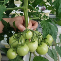 Serre agricole aquaponique hydroponique blanche Système de seaux hollandais avec couvercles pour la culture de tomates, poivrons et concombres