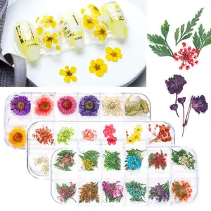 Die neue natürliche trocknende Pflanzenblumen-Nagel kleiner Zier Artikel 12 Farbe/Karton mit getrockneten Blumen Großhandel Nägel
