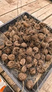 Dioscorea <span class=keywords><strong>Elephantipes</strong></span> authentique cultivée en jardin, tubercule rare, succulente caudiciforme, cadeau pour les amoureux, pour la décoration intérieure, artificielle - Product Image 4