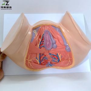 Modelo de Útero Femenino 1:1, Modelo de Anatomía Pélvica con Músculos del Suelo Pélvico - Product Image 2