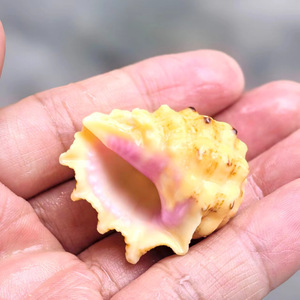 Polido Natural Shell Concha Caracol Rare Specimen Aquário Decoração Peixe para Tiro Props Toque Real - Product Image 5