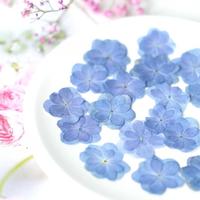 Bunga Hydrangea Kering Berwarna Asli dengan Banyak Kelopak untuk Dekorasi Dinding Rumah dan Proyek Seni Scrapbooking DIY.