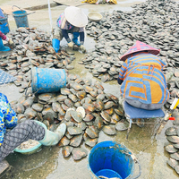 Vente en Gros de Perles d'Eau Douce Naturelles, Huîtres de Culture Véritables, Huîtres à Souhait Fraîches, Coquille de Monstre, Perles de Haute Qualité