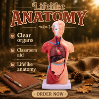 Modelo de Esqueleto Realista de PVC de 28 cm con 15 Partes para Entrenamiento Médico, Simulación de Anatomía a Tamaño Real por BIG BANG SCIENCE
