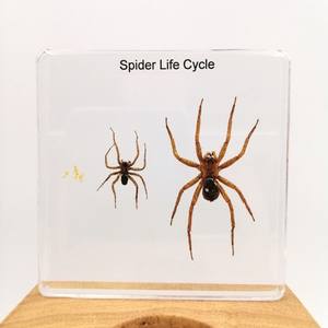 ตุ๊กตาเรซินอีพ็อกซี่เรซินเพื่อการศึกษาตัวอย่างแมลงแมงมุมสำหรับตกแต่งบ้าน - Product Image 2