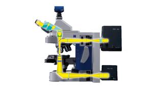 Axio Imager 2 Intègre la Configuration pour la Recherche en Sciences Biologiques dans une Plateforme Verticale Unique - Product Image 6