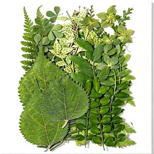 Ensemble de feuilles séchées <span class=keywords><strong>press</strong></span>ées assorties pour projets de bricolage, <span class=keywords><strong>scrapbooking</strong></span> et fabrication de cartes de vœux - Product Image 5