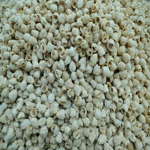 Shu sun ke-venta al por mayor <span class=keywords><strong>de</strong></span> alimentos secos, dictyophora indusiata, conchas <span class=keywords><strong>de</strong></span> <span class=keywords><strong>hongos</strong></span> <span class=keywords><strong>de</strong></span> bambú, sombrero <span class=keywords><strong>para</strong></span> <span class=keywords><strong>la</strong></span> venta - Product Image 4
