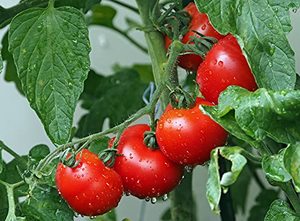 14 Variétés Anciennes de Tomates pour Jardin Intérieur et Extérieur – Cadeau de Jardinage pour Homme et Femme - Product Image 2