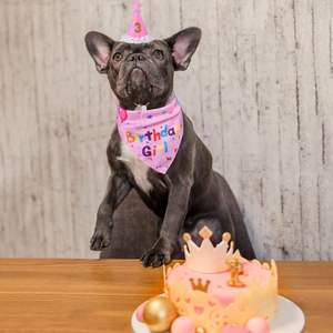 חיות מחמד שמחה קישוטי יום הולדת כלב מחמד דיגי רוק מודפס דו צדדי סט כובע יום הולדת לכלבים - Product Image 6