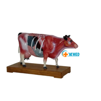 Modèle d'anatomie animale (chien, chat, cheval, vache) pour l'acupuncture et l'anatomie squelettique, en PVC lavable, pour l'enseignement médical