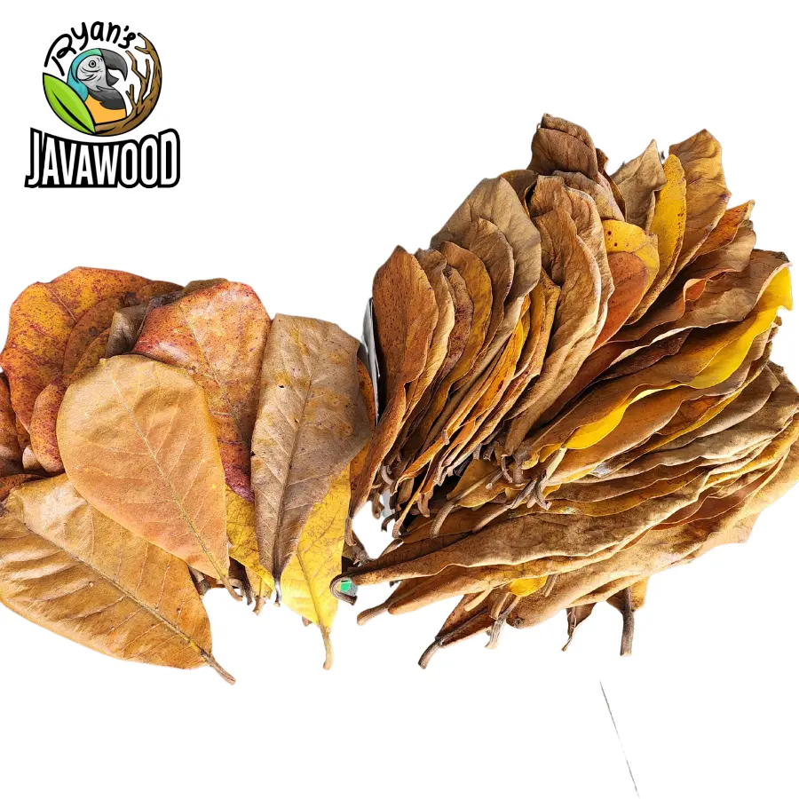 Hoja para pescado y agua saludable, productos naturales, catappa terminalia, hojas de Japón