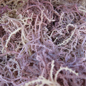 Cottonii séché-Algues séchées-Algues Spinosum - Product Image 1