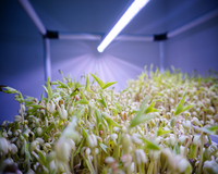 Système automatisé de culture hydroponique de micro-légumes avec pompe et support de semis pour l'agriculture intérieure