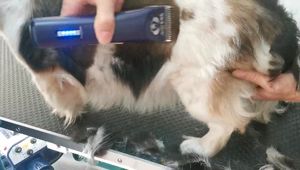 Vente flash : Tondeuse à poils électrique professionnelle pour chats et chiens, rechargeable par USB, avec écran LCD, écologique, avec 1 pièce 10 #   lame - Product Image 6