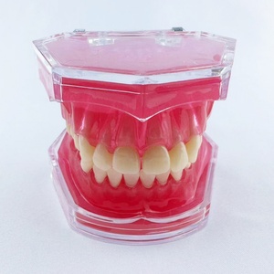 Modelo de encías blandas extraíbles de 28 dientes, producto de higiene bucal multiusos para toda la boca - Product Image 3