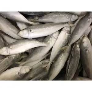 China Export Werkspreis alle Größen makrelle gefrorene frische Makrelle fisch gefrorene runde Scad-Fisch